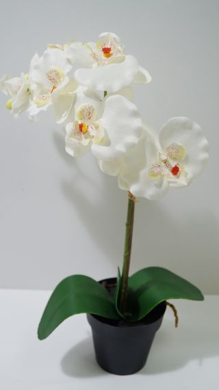 Орхидея бяла в  саксия