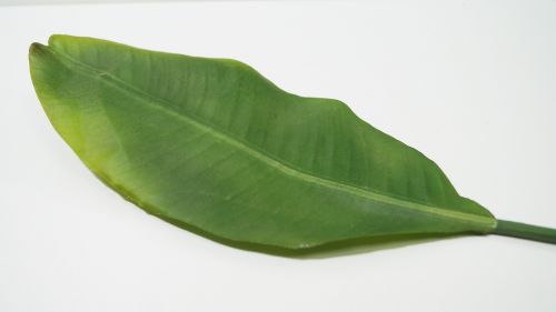 Лист зелен издържен