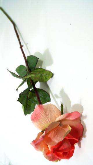 Стрък роза розова