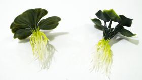 Растения зелени с корен в пакет