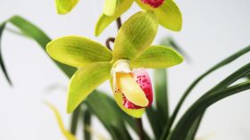 Орхидея зеленикава в керамична саксия