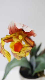 Орхидея оранж в бяла саксия