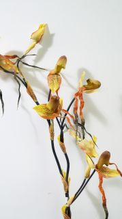 Орхидея с корен оранж