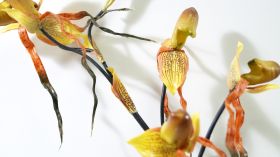 Орхидея с корен оранж