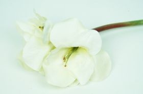 Artificial amaryllis -white